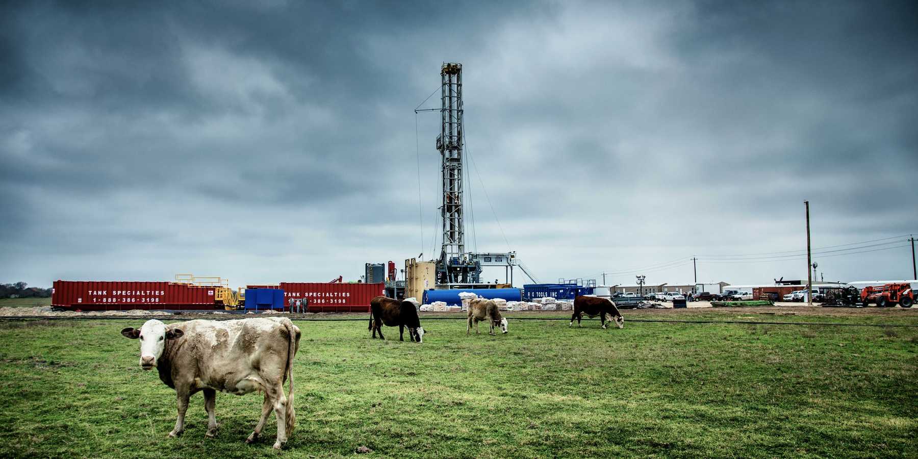 white cattle on green grass at daytime with fracking well in background.
