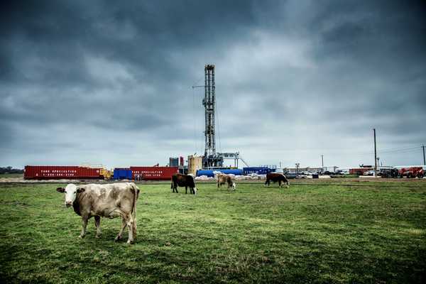 white cattle on green grass at daytime with fracking well in background.