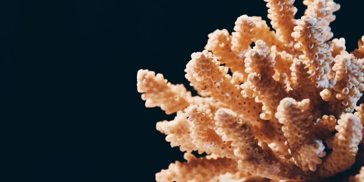 White coral against a black background.