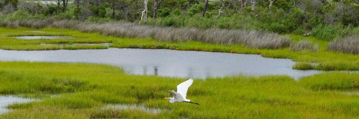 white egret flying over wetland with trees in background.