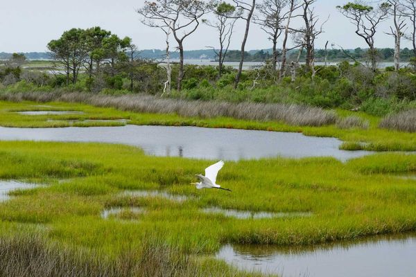 white egret flying over wetland with trees in background.