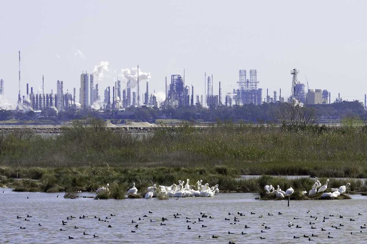 White pelicans, ducks, marsh with refineries and petrochemical plants in background. shot at San Jacinto Monument Park near Houston, Texas.