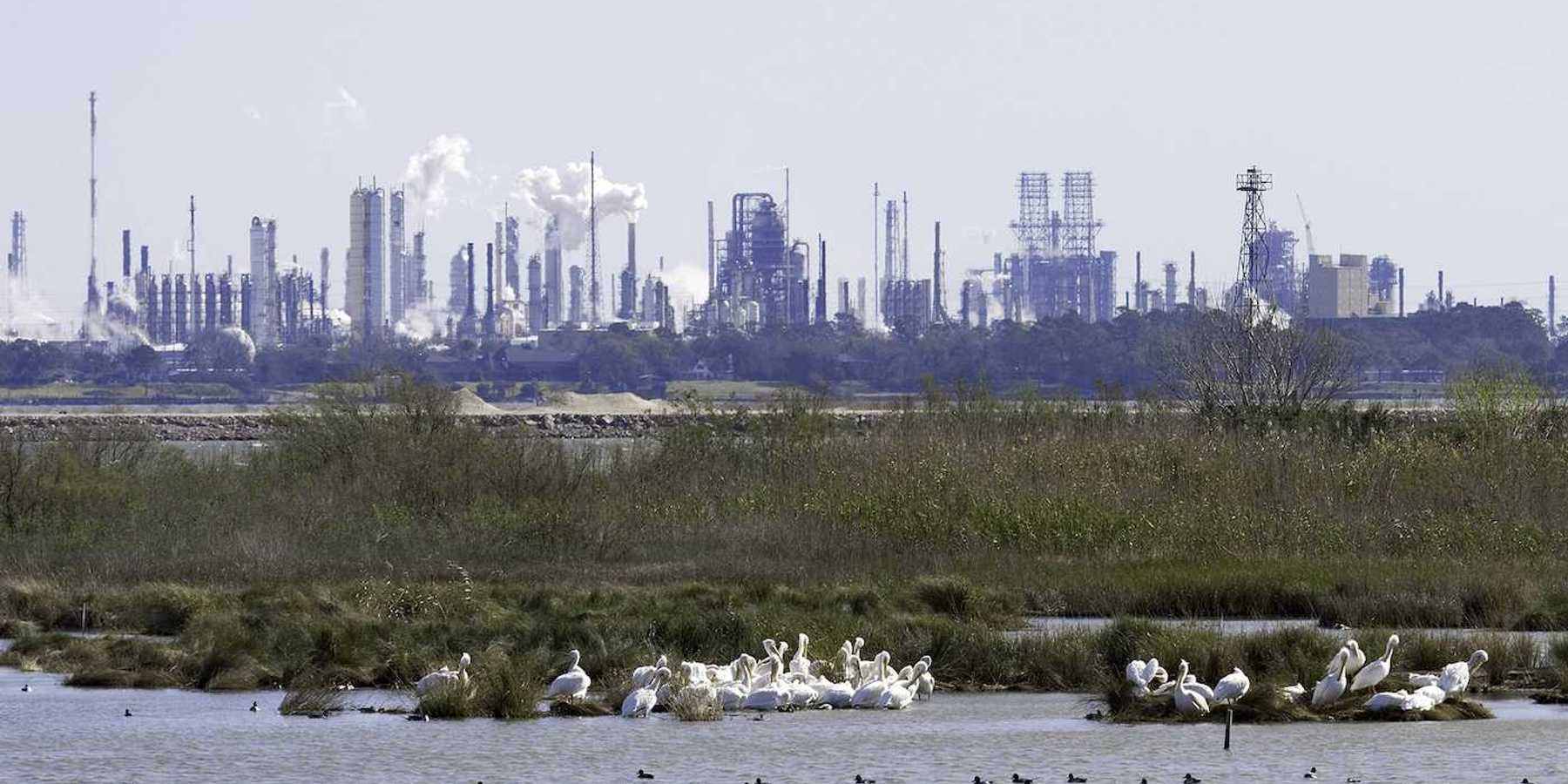White pelicans, ducks, marsh with refineries and petrochemical plants in background. shot at San Jacinto Monument Park near Houston, Texas.