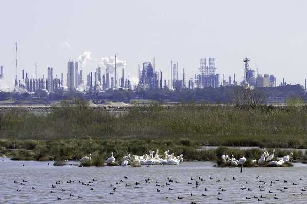 White pelicans, ducks, marsh with refineries and petrochemical plants in background. shot at San Jacinto Monument Park near Houston, Texas.