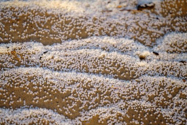 white plastic pellets (nurdles) washed up on sand