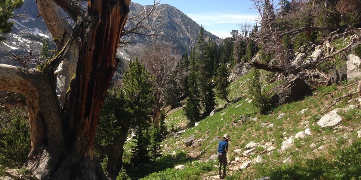 Whitebark pine in Montana's Gallatin National Forest