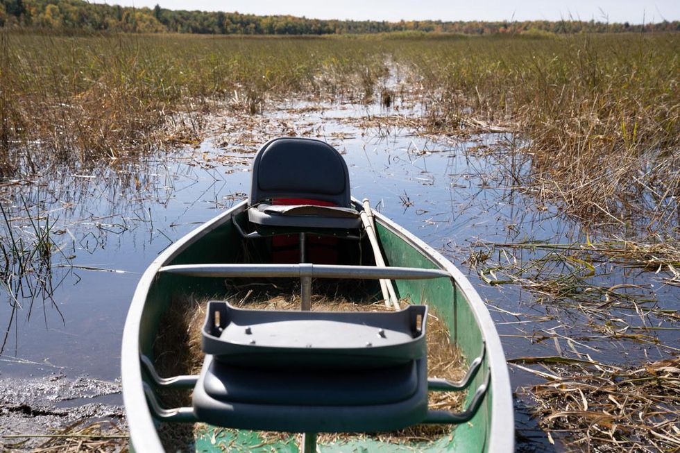 wild rice minnesota