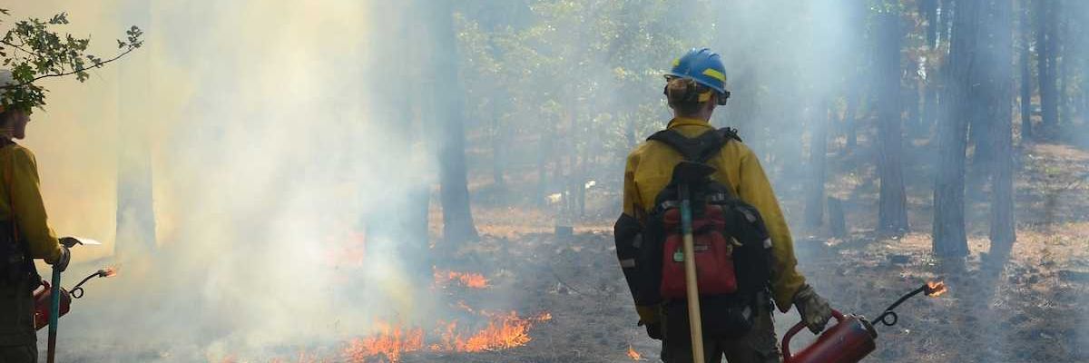 Wildland firefighters conducting prescribed burning