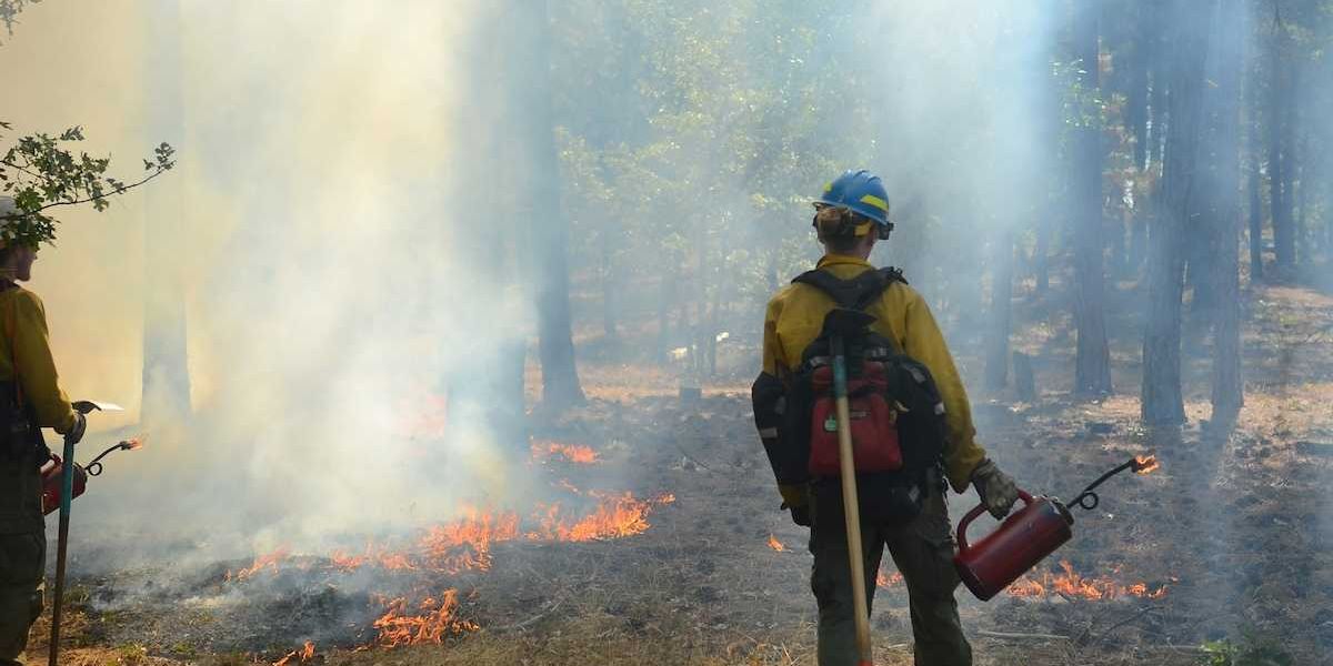 Wildland firefighters conducting prescribed burning