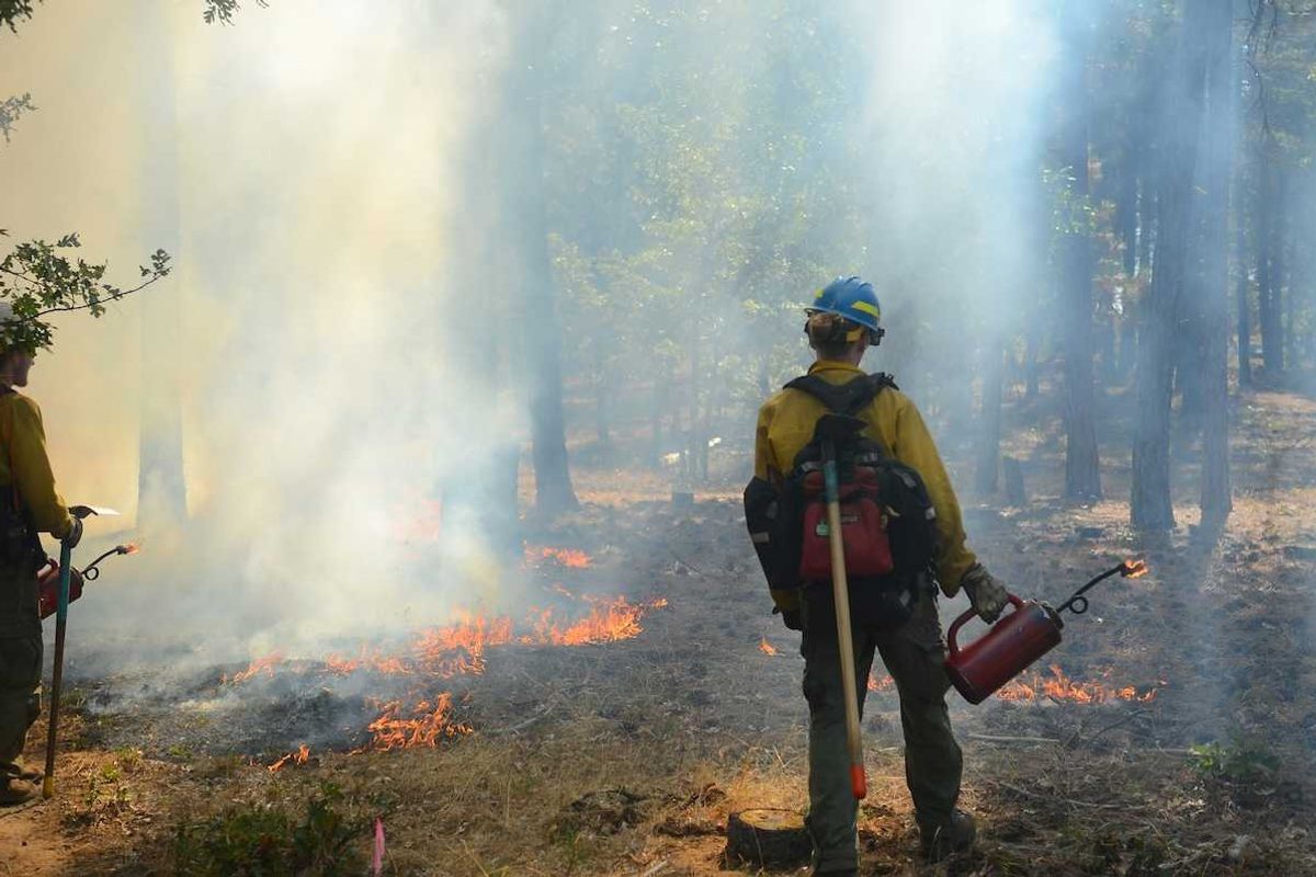 Wildland firefighters conducting prescribed burning