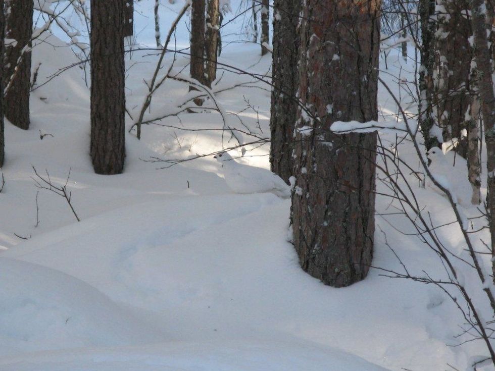 williow ptarmigan white