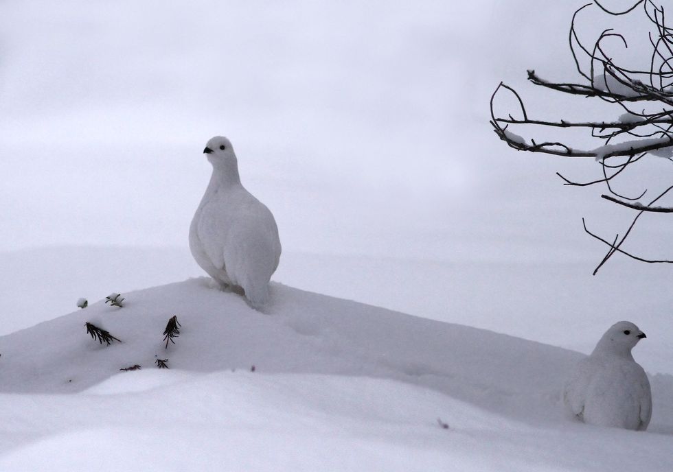 willow ptarmigan