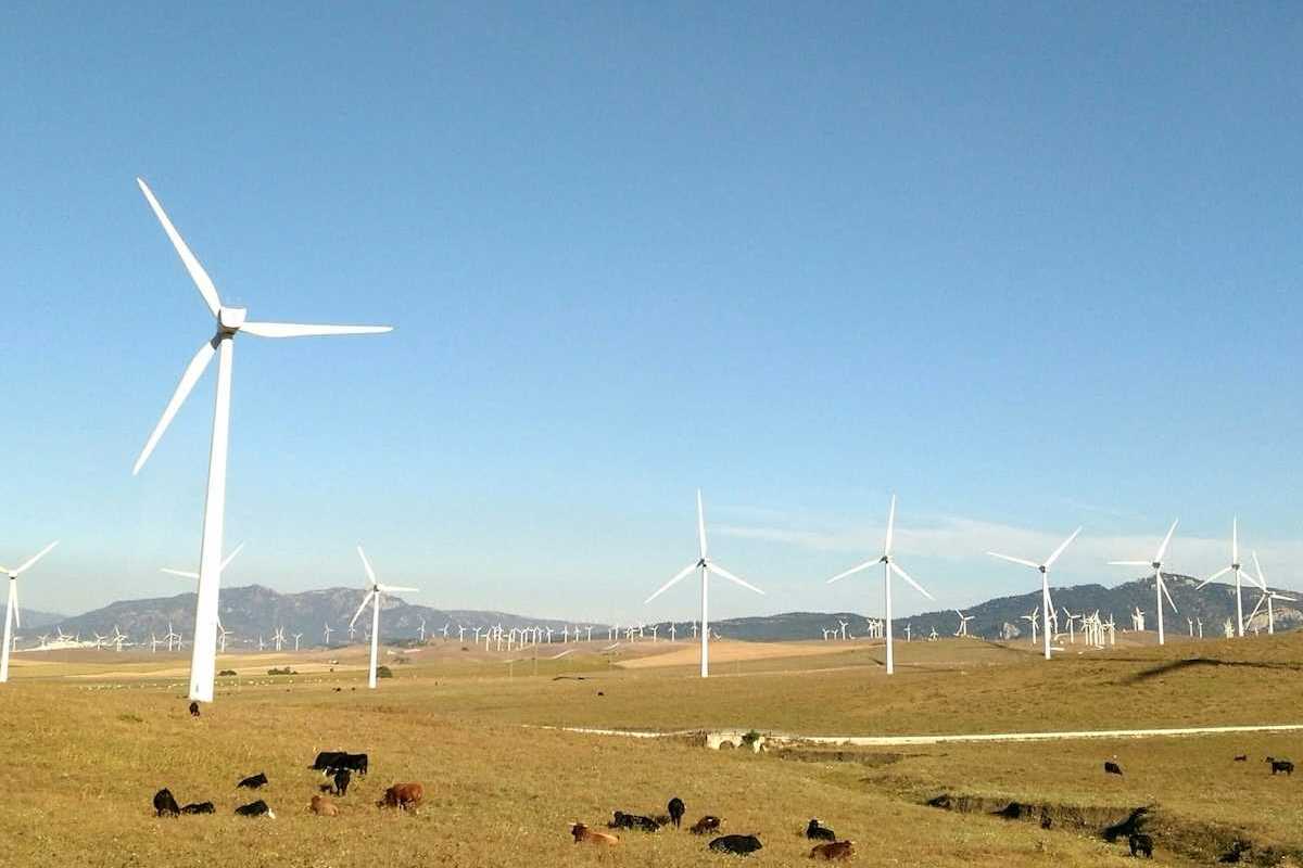 Wind farm on what appears to be high plains with cattle grazing and resting beneath turbines.