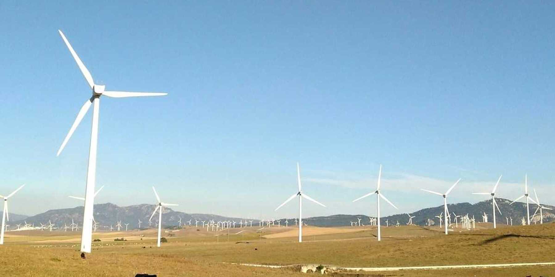 Wind farm on what appears to be high plains with cattle grazing and resting beneath turbines.