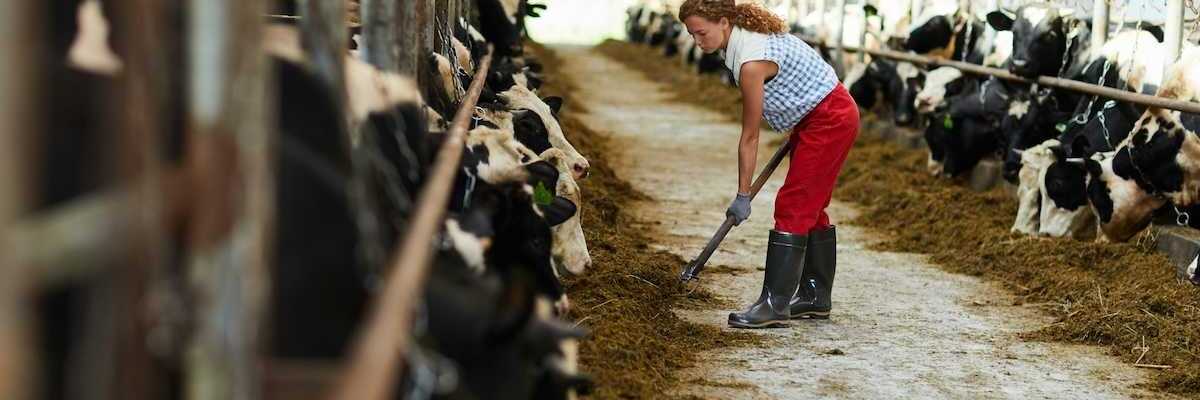 Woman in blue/white checked shirt and red pants feeding cows in a barn