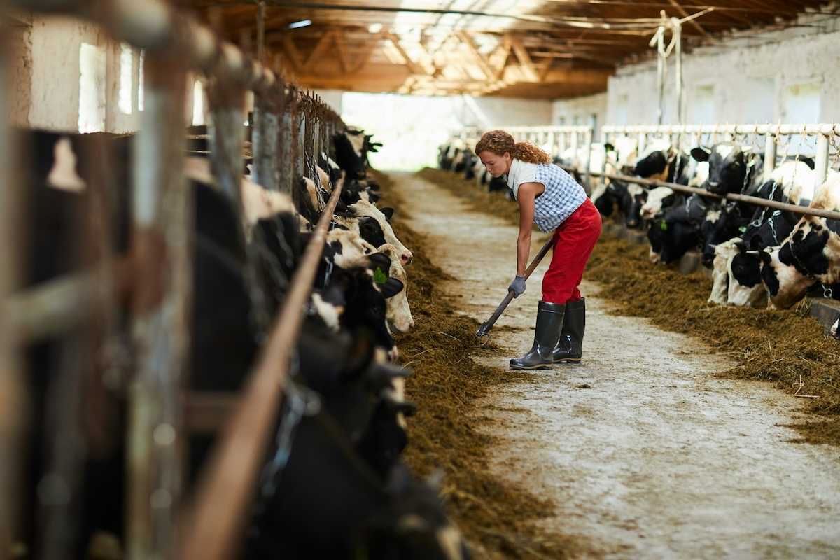 Woman in blue/white checked shirt and red pants feeding cows in a barn