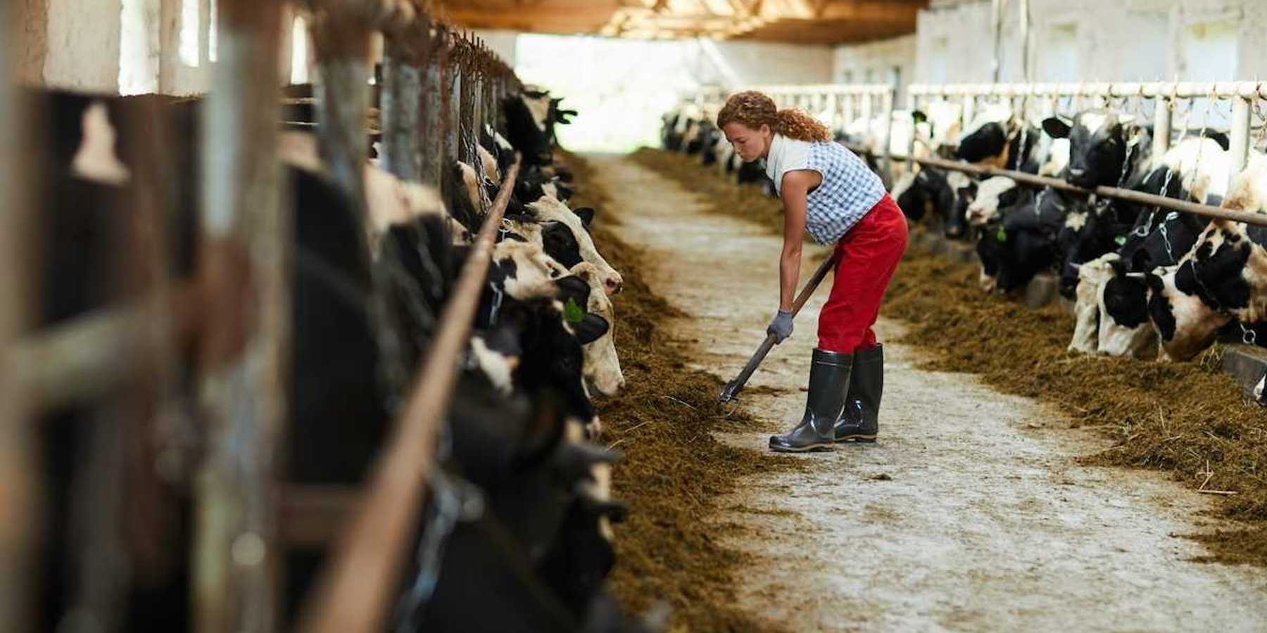 Woman in blue/white checked shirt and red pants feeding cows in a barn