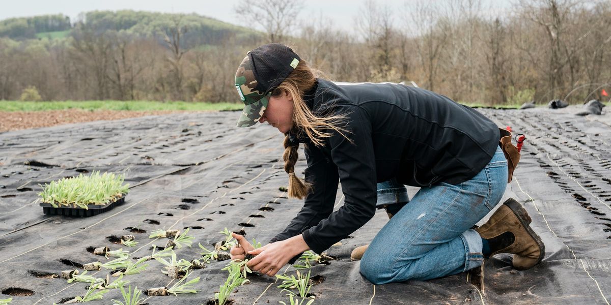 woman planting plants in plastic sheeting with holes