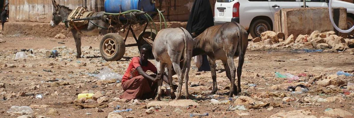 Woman tending livestock in trash filled slum