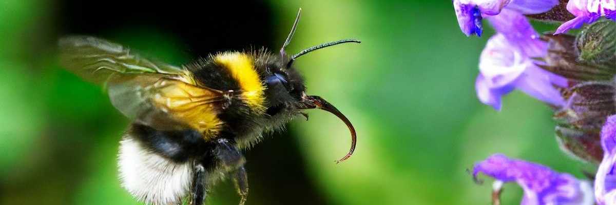 Yellow and black bumblebee working on a purple blossom