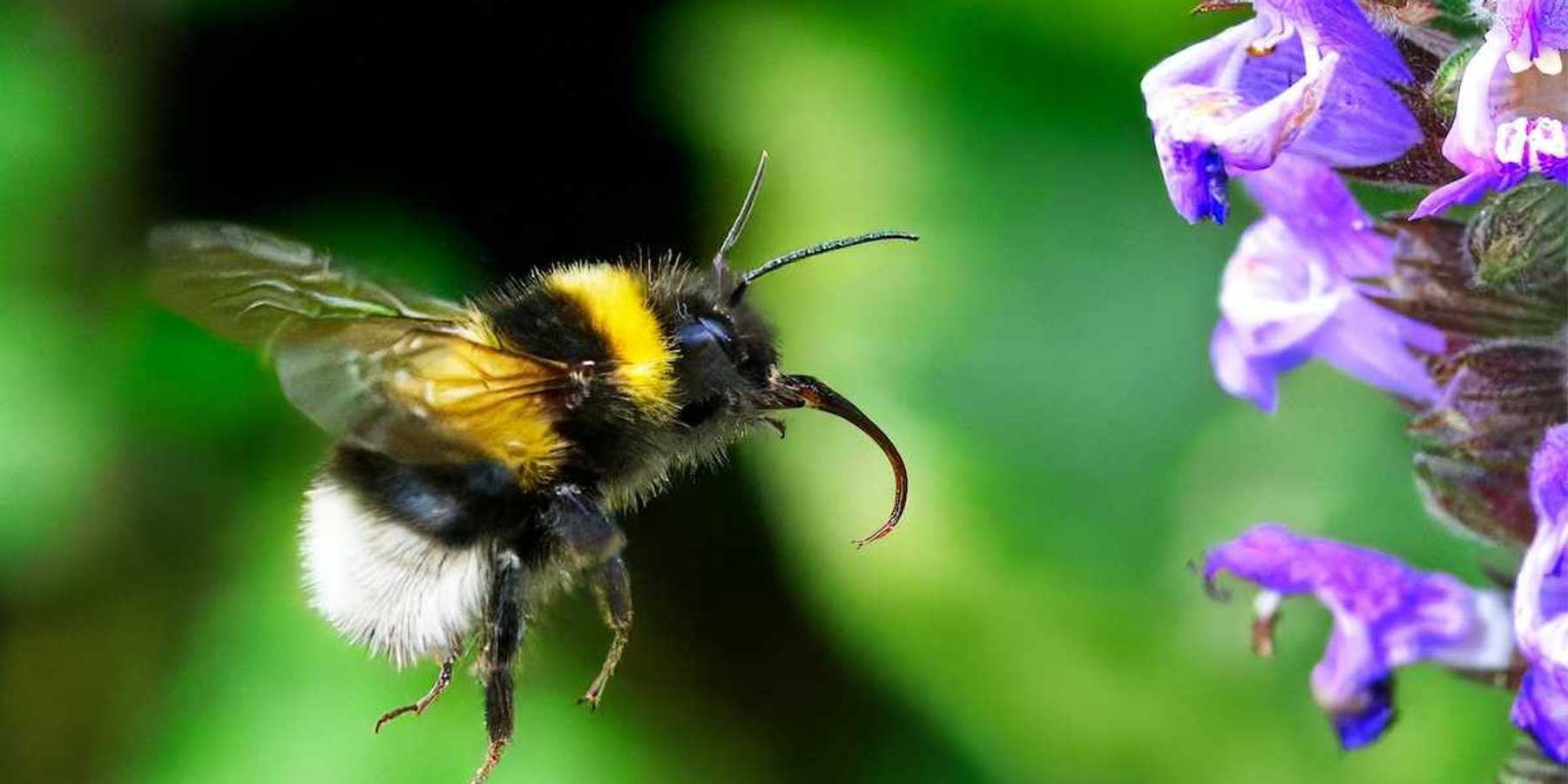 Yellow and black bumblebee working on a purple blossom