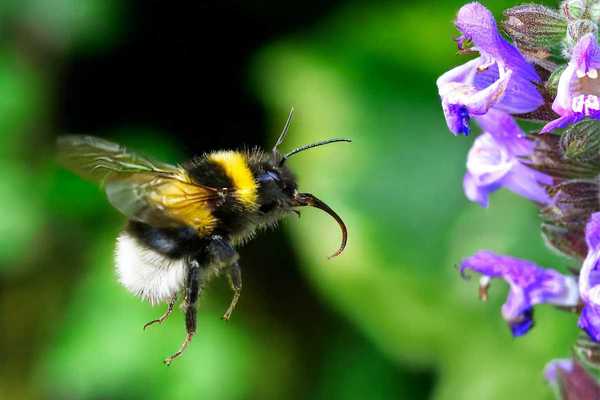 Yellow and black bumblebee working on a purple blossom