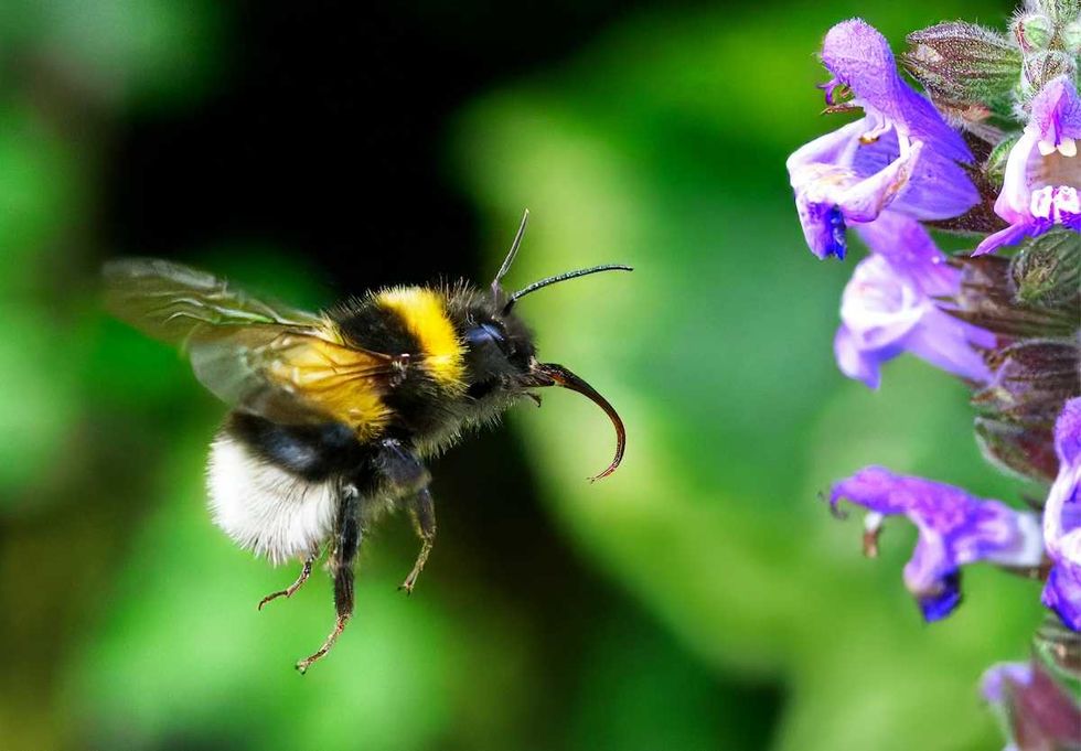 Bugging out: New Mexico insects face significant declines