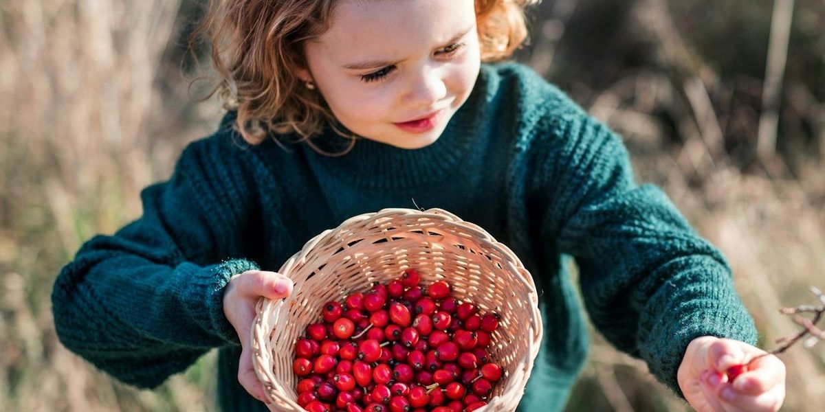 Young girl foraging and picking for rose hips.